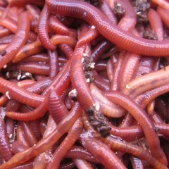 red-worms22-240x240