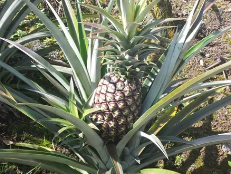 Pineapple_590x