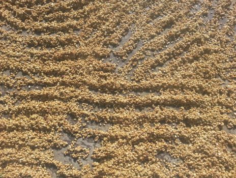 Sun_drying_beans_735_590x
